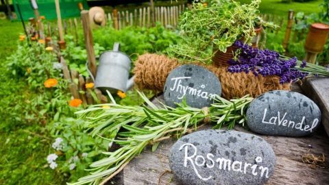 Frische Heilkräuter wie Rosmarin, Thymian und Lavendel liegen auf einem Holztisch in einem Gartenumfeld mit Pflanzen.