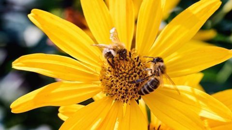 Zwei Bienen sammeln Nektar von einer leuchtend gelben Arnika-Blüte in einem sonnigen Garten.