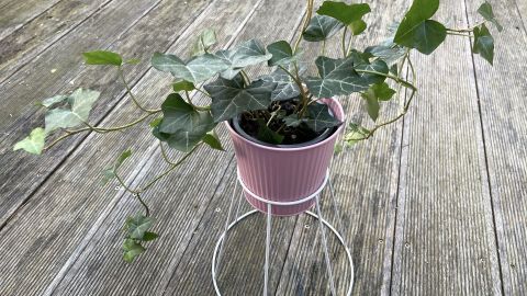 Ein Pflanzenständer aus einem Lampenschirm hält einen pinken Topf mit Efeu auf einem Holzdeck.