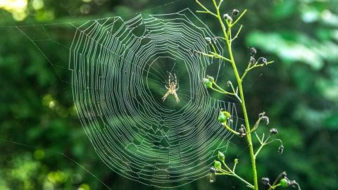 „Warum klebt eine Spinne nicht an ihrem Netz fest?“