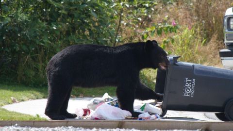 Ein schwarzer Bär durchsucht einen Müllcontainer auf einer Straße, um nach Essen zu suchen, während die Natur hinter ihm sichtbar ist.