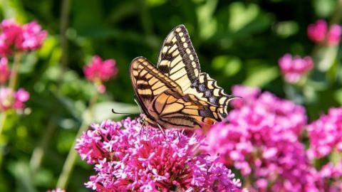 Eine große Schmetterling sitzt auf einer pinken Blume, umgeben von leuchtendem Grün, und genießt die Sonnenstrahlen.
