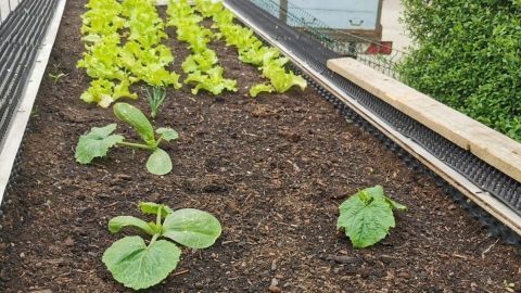Im Hochbeet wachsen frische Salatpflanzen und Zucchini in der Erde, umgeben von einem gepflegten Garten.
