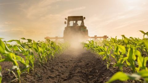 Ein Traktor bearbeitet gemächlich ein Feld mit jungen Pflanzen, während Staub in der Abendsonne aufsteigt und die Umwelt belastet.