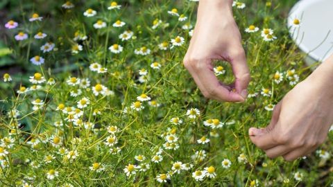 Hände pflücken frische Kamilleblüten aus einem grünen Garten voller blühender Pflanzen.