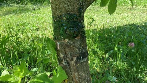 Ein Baumstamm ist mit schimmerndem Raupenleim beschichtet, um kriechende Schädlinge im grasbewachsenen Garten zu verhindern.