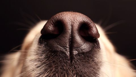 Ein Hund mit einer ausgeprägten, feuchten Nase schnüffelt in einem dunklen Raum, um Gerüche wahrzunehmen.