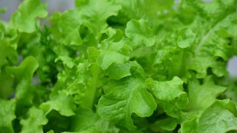 Frischer Pflücksalat wächst dicht beieinander, mit glänzenden, grünen Blättern, ideal für die Balkonkastenbepflanzung.