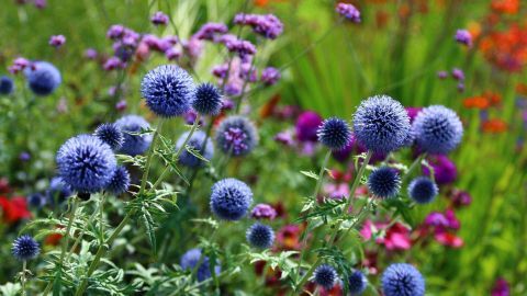 Leuchtend blaue Disteln wachsen prächtig in einem bunten, sommerlichen Garten voller Farben und harmonischer Pflanzen.