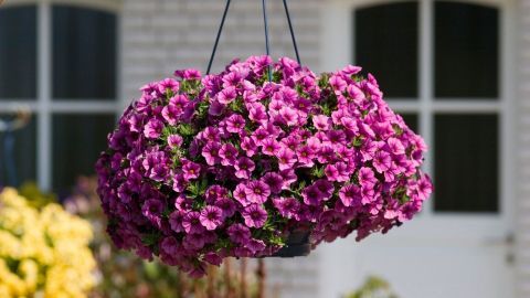 Eine hängende Blume mit lila Petunien blüht prächtig, während sie über einem Garten mit weißen Fenstern schwebt.