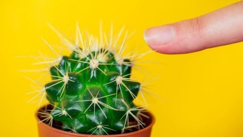 Ein Kaktus mit vielen Stacheln steht in einem Blumentopf, während ein Finger sich ihm nähert, vor gelbem Hintergrund.