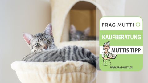 Katzen-Kletterwand Test & Vergleich: 6 günstige Empfehlungen