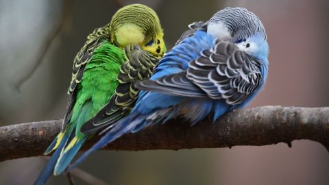 Zwei Vögel ruhen eng aneinandergekuschelt auf einem Ast, während sie schlafen und dabei nicht fallen.