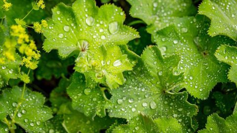 Grüne Frauenmantelblätter mit Wassertropfen glänzen frisch im Sonnenlicht, umgeben von gelben Blüten im Garten.