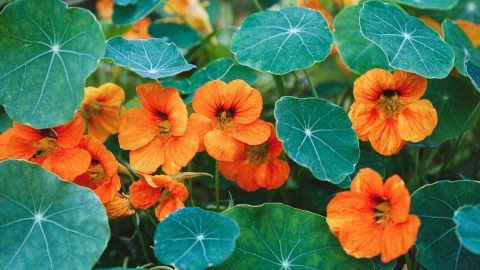 Kapuzinerkresse blüht prächtig mit orangefarbenen Blüten zwischen großen, grünen Blättern im Garten.