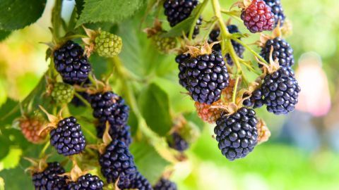 Reife Brombeeren hängen an einem grünen Strauch, bereit zum Pflücken, um Flecken aus Kleidung zu vermeiden.