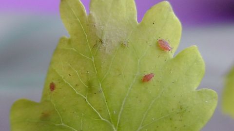 Ein grünes Blatt liegt vor einem unscharfen Hintergrund und ist von kleinen, braunen Blattläusen befallen.