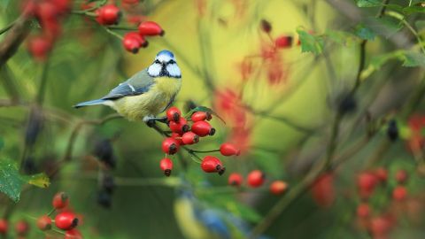 Ein Blaukäppchen sitzt auf einer Hagebuttenpflanze, umgeben von leuchtend roten Beeren in einer grünen Umgebung.