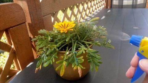 Eine Hand sprüht Wasser auf eine blühende Pflanze in einem Topf auf einem Tisch im Freien, um Wespen fernzuhalten.