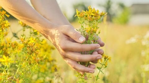 Gelbe Johanniskrautblüten werden von Händen gehalten, während sie in einem sonnigen Feld stehen, das die Stimmung hebt.
