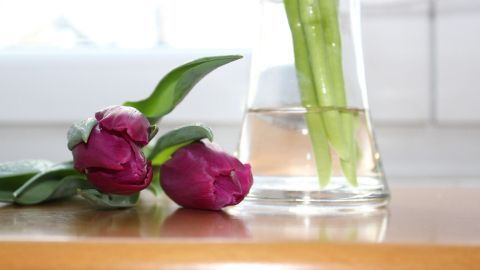 Frische Tulpen in einer Vase stehen stabil, während zwei weitere Tulpen lässig auf einer Holzoberfläche liegen.