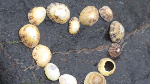 Auf einem dunklen Stein sind Muscheln in Herzform angeordnet, die eine liebevolle Geste in der Natur darstellen.