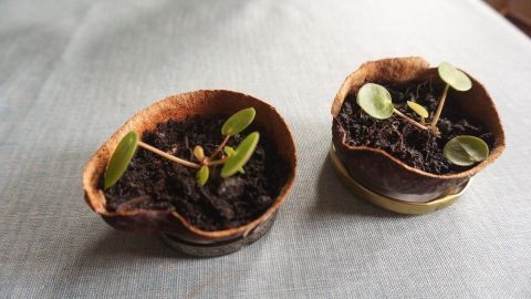 Zwei Avocadoschalen dienen als Blumenübertopf und halten kleine Pflanzen mit Erde auf einem Tisch.