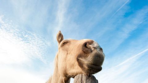 Ein zufrieden aussehendes Pferd lehnt an einem Holzpfahl und schaut verträumt in den klaren, blauen Himmel.