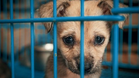 Ein kleiner Hund sitzt traurig hinter blauen Gitterstäben in einem Tierheim, sucht nach Zuneigung und Hoffnung.