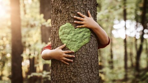 Ein Kind umarmt einen Baum, dessen Rinde ein grünes Herz zeigt, umgeben von einem sonnigen Wald voller Bäume.