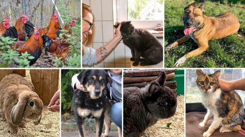 Hühner stehen im Garten, während ein Mensch ein schwarzes Tier streichelt, umgeben von weiteren Tieren im Tierheim.