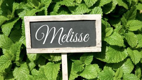 Ein Schild mit der Aufschrift "Melisse" steht zwischen frischen, grünen Melissenblättern in einem Garten.