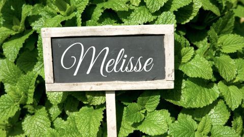 Melisse: Wirkung, Anwendung und Tee-Rezepte