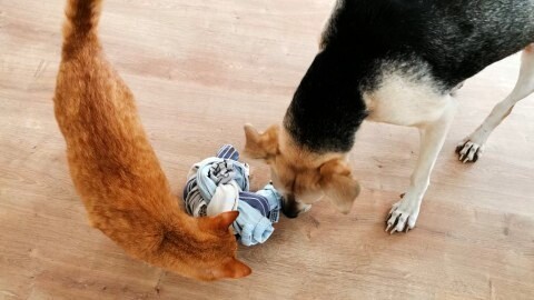 Schnüffelspiel für drinnen für Hunde selber machen aus alten Handtüchern