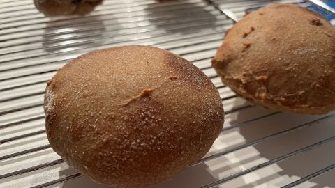 Sauerteig-Brötchen stehen auf einem Abkühlgitter und sind frisch gebacken. Einige Brötchen sind leicht unregelmäßig geformt.