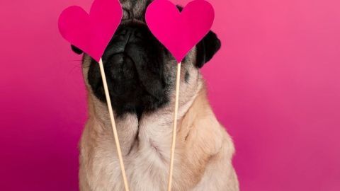 Ein Mops hält zwei rote Herzchen vor seinem Gesicht vor einem pinken Hintergrund, was Liebe und Valentinstag symbolisiert.