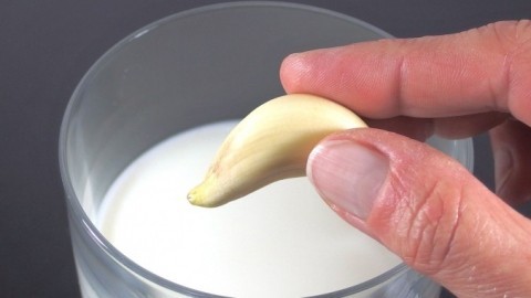Knoblauchfahne vorbeugen mit Milch
