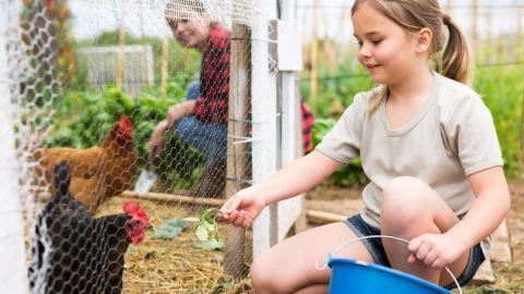 Ein Mädchen füttert eine Henne im Hühnergehege, während eine Erwachsene im Hintergrund im Garten arbeitet.