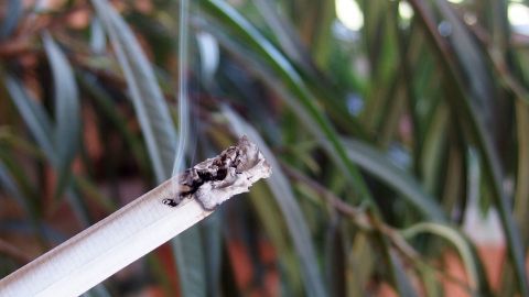 Zigarettenrauch gegen Blatt- und Schildläuse