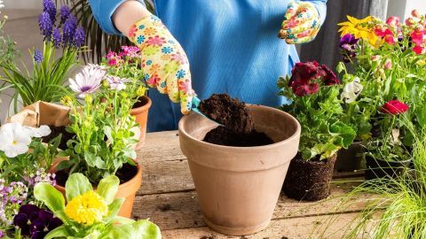 Eine Person mit bunten Handschuhen füllt einen Blumentopf mit Erde, um pflegeleichte Balkonpflanzen einzupflanzen.
