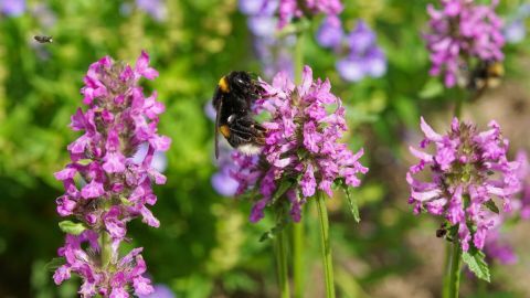 Eine Hummel polliniert leuchtend lila Heilziest-Blüten in einem grünen Garten, während eine weitere Biene umherfliegt.