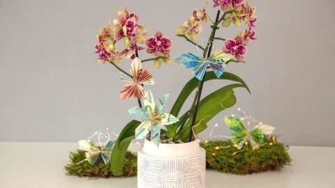 Zarte Origami-Schmetterlinge aus Geld schmücken eine Orchidee in einem modernen Topf, umgeben von grünem Moos.