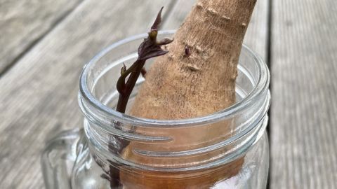 Eine Süßkartoffel steckt in einem Glas mit Wasser, während sie Wurzeln schlägt, auf einem Holztisch im Freien.