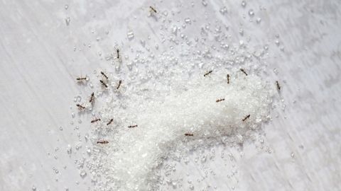 Auf einem Tisch liegt ein Sandhaufen aus Zucker, während Ameisen herumkrabbeln und sich daran bedienen.