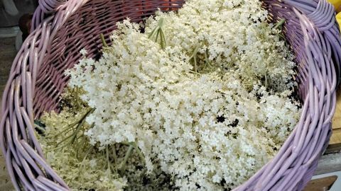 Ein Korb mit frischen, weißen Holunderblüten, die zum Herstellen von Holunderblüten-Sirup gesammelt wurden.