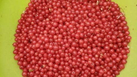 Rote Johannisbeeren liegen in einer großen grünen Schüssel, frisch geerntet, bereit zur weiteren Verarbeitung.