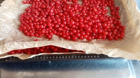 Rote Johannisbeeren liegen auf einem Backblech, bereit zum Einfrieren, in einer Küche mit glänzendem Metalluntergrund.