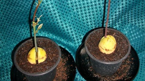 Zwei Avocadopflanzen wachsen aus dem Boden in schwarzen Töpfen, auf einem glitzernden, türkisfarbenen Hintergrund.