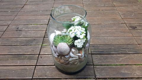 Ein Glas-Mini-Steingarten zeigt lebendige Sukkulenten und Muscheln auf Holzdecks, harmonisch und dekorativ arrangiert.
