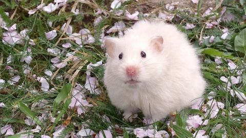 Ein Goldhamster sitzt auf buntem, blühendem Gras und schaut neugierig umher, umgeben von zarten Blütenblättern.